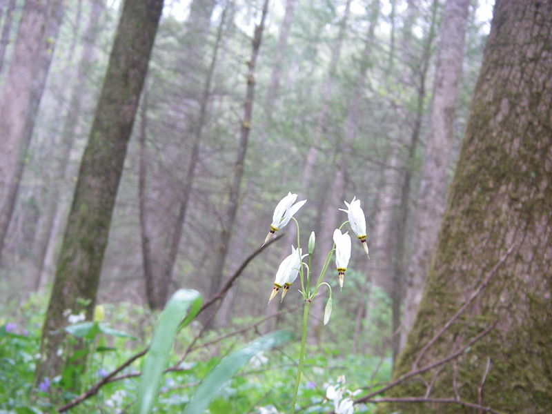 Dodecatheon meadia